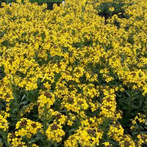 erysimum hybridum canaries, erbacea perenne