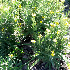 erysimum hybridum canaries 03