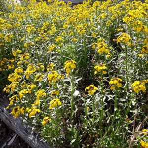 erysimum hybridum canaries 04