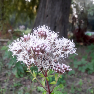 eupatorium cannabinum 01