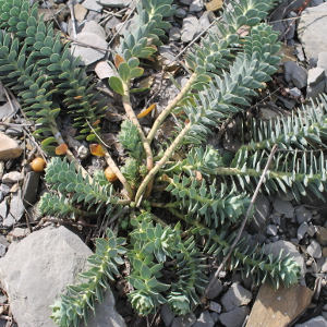 euphorbia myrsinites, erbacea perenne