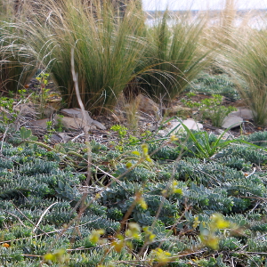 euphorbia myrsinites, erbacea perenne