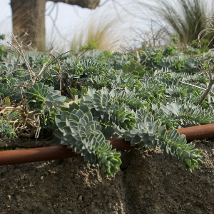 euphorbia myrsinites, erbacea perenne