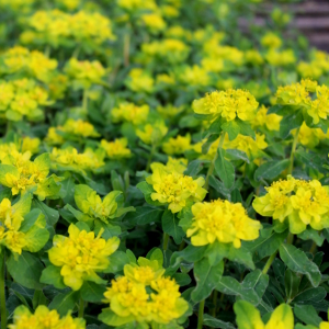 euphorbia polychroma, erbacea perenne