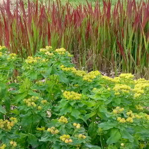 euphorbia polychroma, erbacea perenne