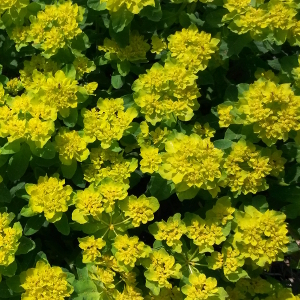 euphorbia polychroma 03