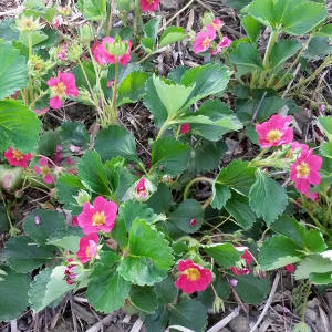 fragaria berty f1, erbacea perenne