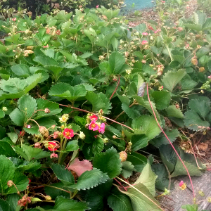 fragaria berty f1, erbacea perenne