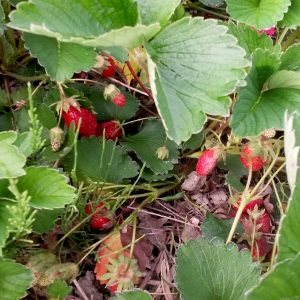 fragaria berty f1, erbacea perenne