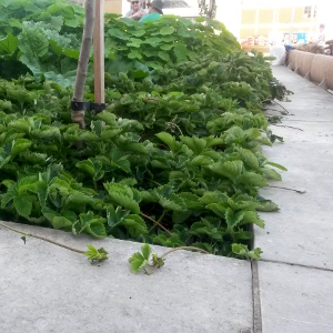 fragaria berty f1, erbacea perenne
