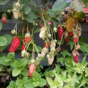 fragaria berty f1, erbacea perenne