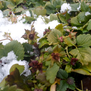 fragaria berty f1 07