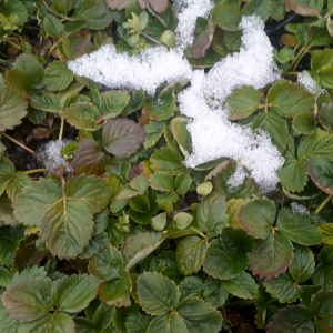fragaria di bosco alexandria 01