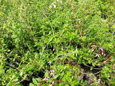 fuchsia magellanica arauco 01