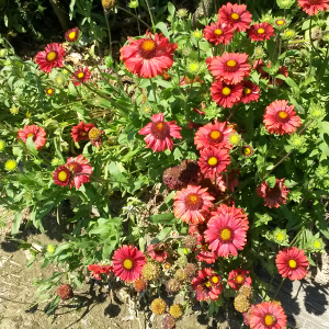 gaillardia aristata burgundy, erbacea perenne