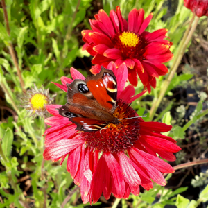 gaillardia aristata burgundy 02
