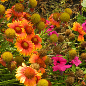 gaillardia aristata kobold, erbacea perenne