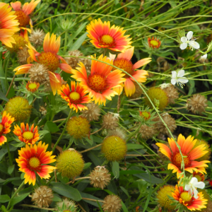 gaillardia aristata kobold, erbacea perenne