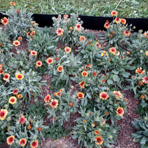 gaillardia aristata solero 01