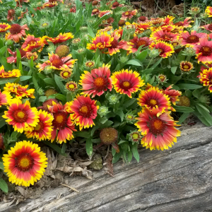 gaillardia aristata solero 03