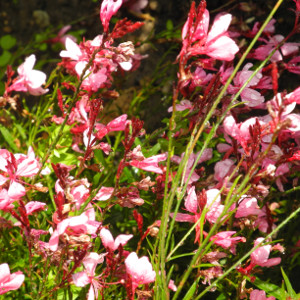 PPE gaura lindheimeri cherry brandy, erbacea perenne