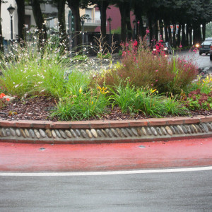 gaura lindheimeri cherry brandy, erbacea perenne