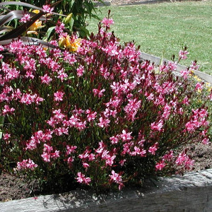 gaura lindheimeri cherry brandy, erbacea perenne