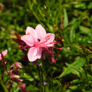 gaura lindheimeri cherry brandy, erbacea perenne