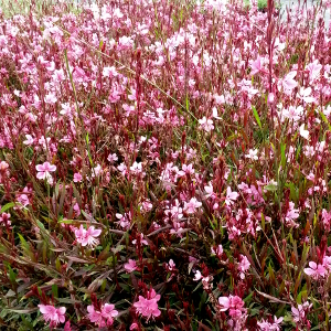 gaura lindheimeri rosa compatta, erbacea perenne