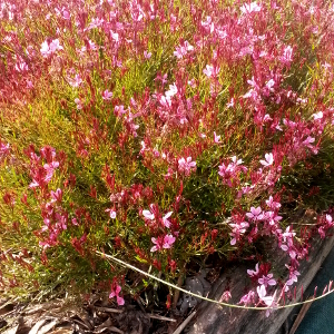 gaura rossa compatta, erbacea perenne