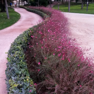 gaura siskiyou pink 03