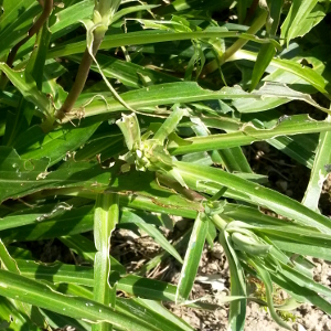 gentiana dahurica nikita 01
