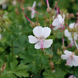 PPE geranium cantabrigense biokovo, erbacea perenne