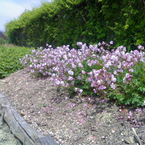 geranium cantabrigense biokovo, erbacea perenne