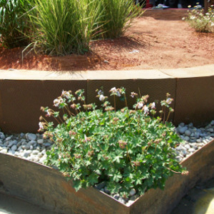 geranium cantabrigense biokovo, erbacea perenne