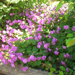 PPE geranium cantabrigense karmina, erbacea perenne