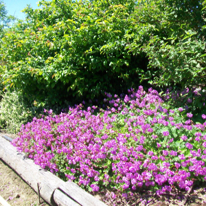 geranium cantabrigense karmina, erbacea perenne