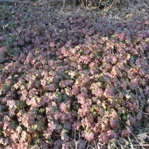 geranium cantabrigense karmina, erbacea perenne