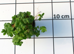 PPEV geranium cantabrigense karmina t12b