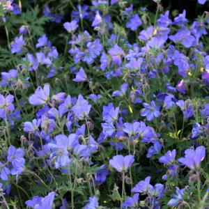 geranium johnsons blue - erbacea perenne da ombra
