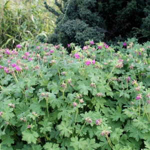 geranium macrorrhizum, erbacea perenne