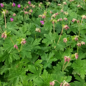geranium macrorrhizum 02