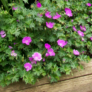 geranium sanguineum max frei, erbacea perenne