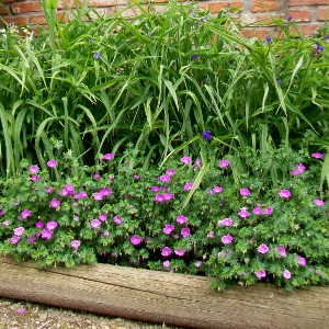 geranium sanguineum max frei, erbacea perenne