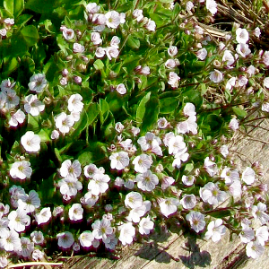 gypsophila cerastioides, erbacea perenne