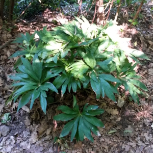 helleborus foetidus 01