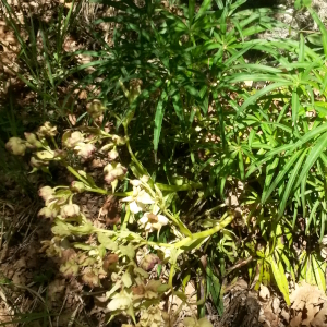 helleborus foetidus 02