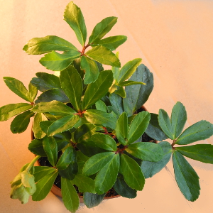 Helleborus niger - rosa di natale, erbacea perenne