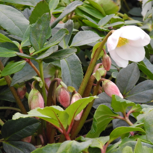 Helleborus niger - rosa di natale, erbacea perenne