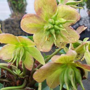 Helleborus niger - rosa di natale, erbacea perenne